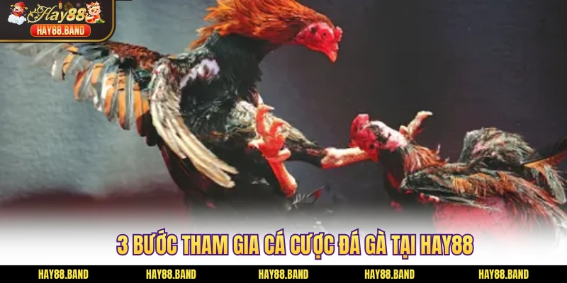 3 bước tham gia cá cược đá gà tại HAY88
